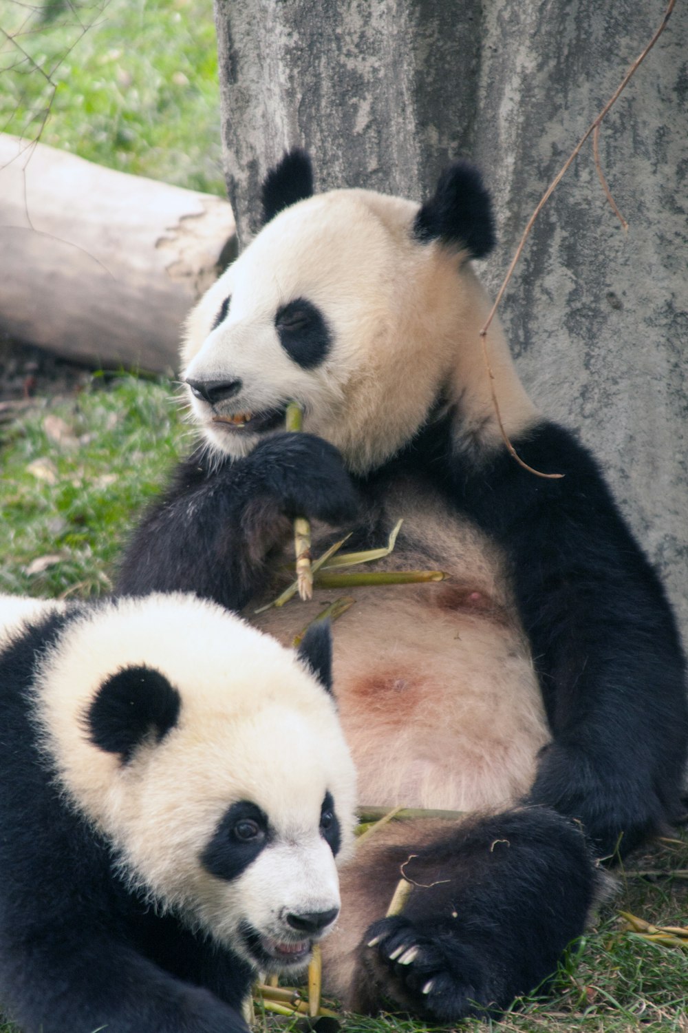 a couple of panda bears sitting next to each other