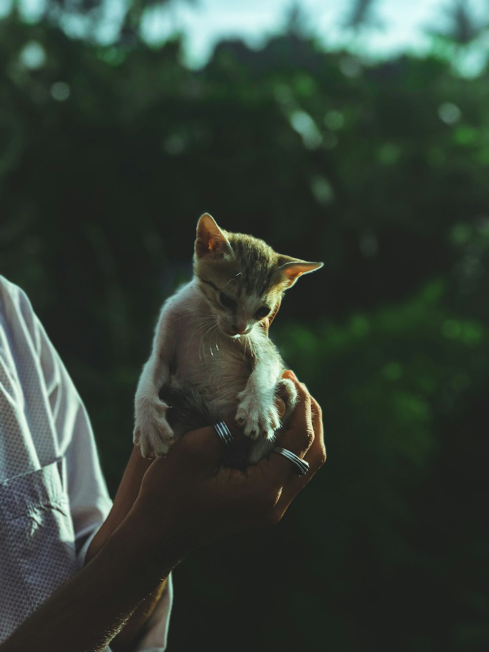 a person holding a small kitten in their hands