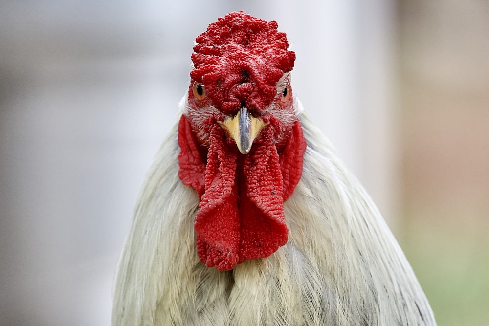 a close up of a rooster's head with a blurry background