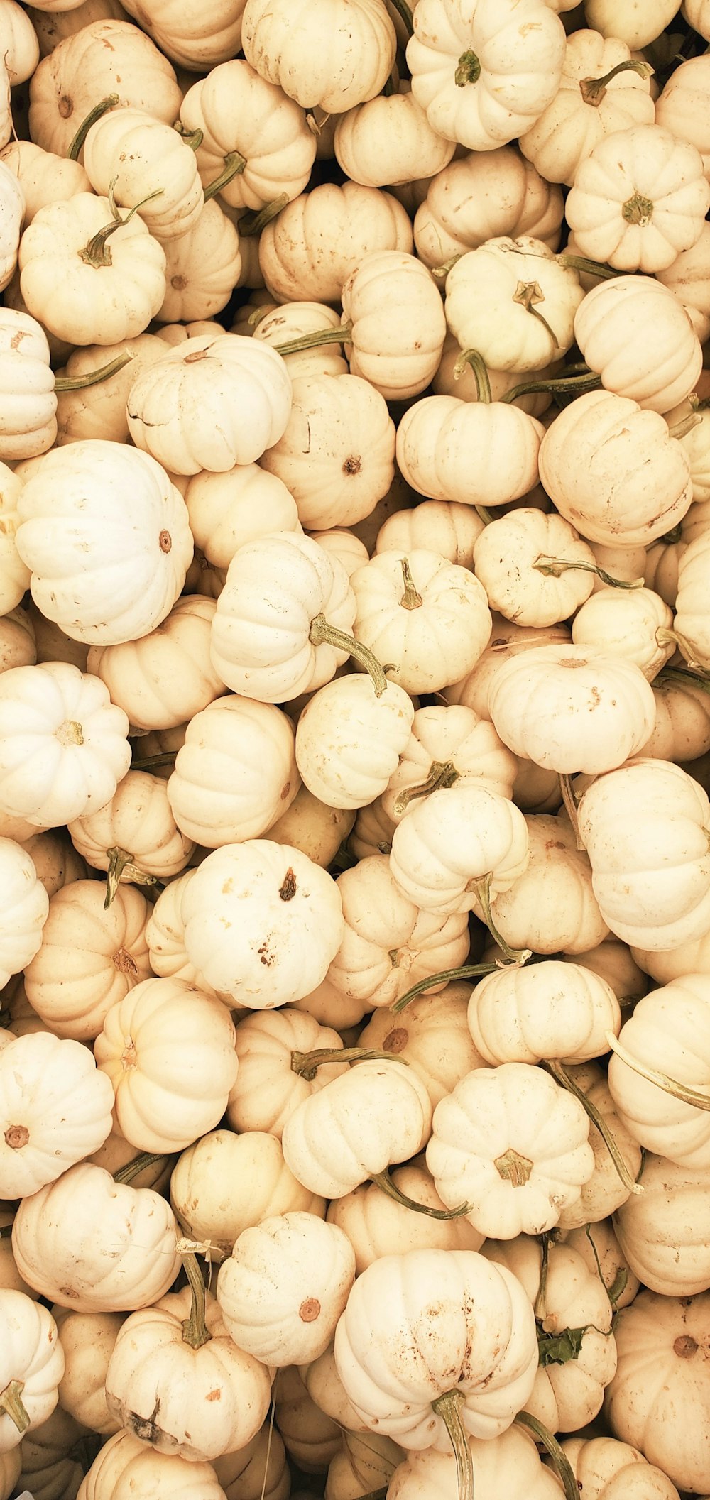 a pile of white gourds sitting next to each other