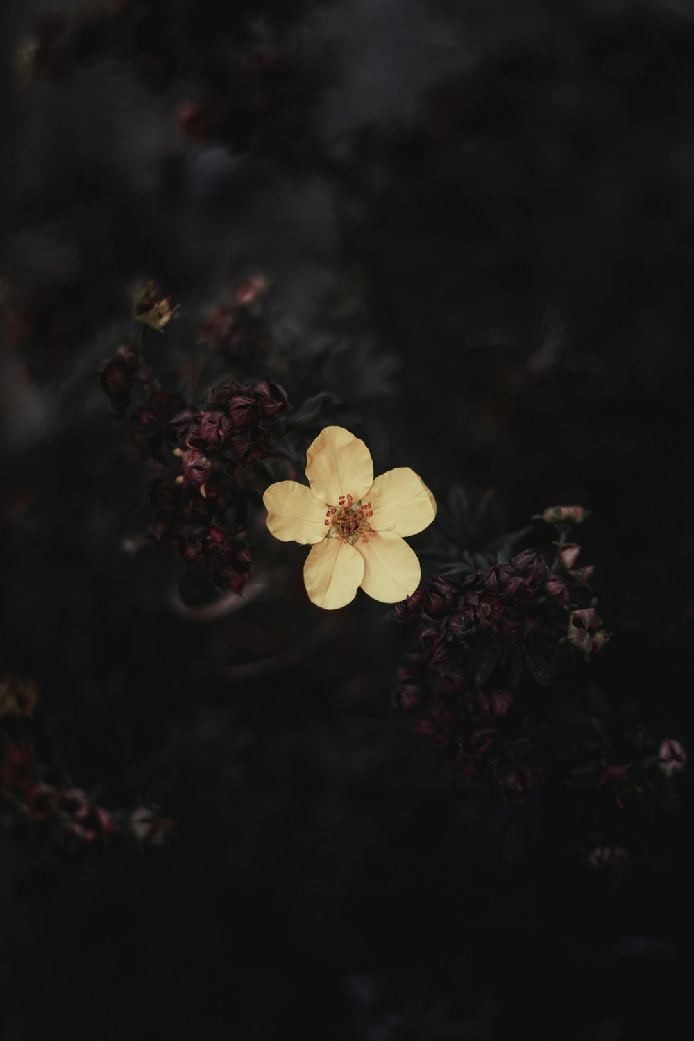a single yellow flower on a dark background