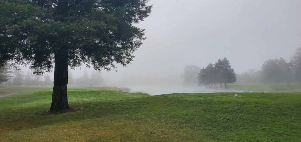 a foggy golf course with trees on a foggy day