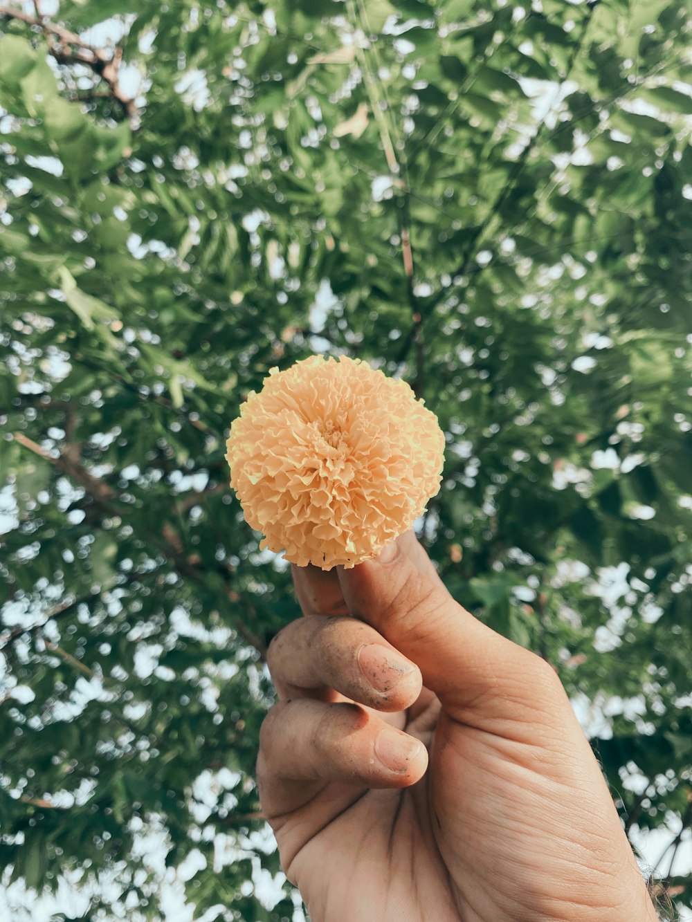 a hand holding a yellow flower in front of a tree