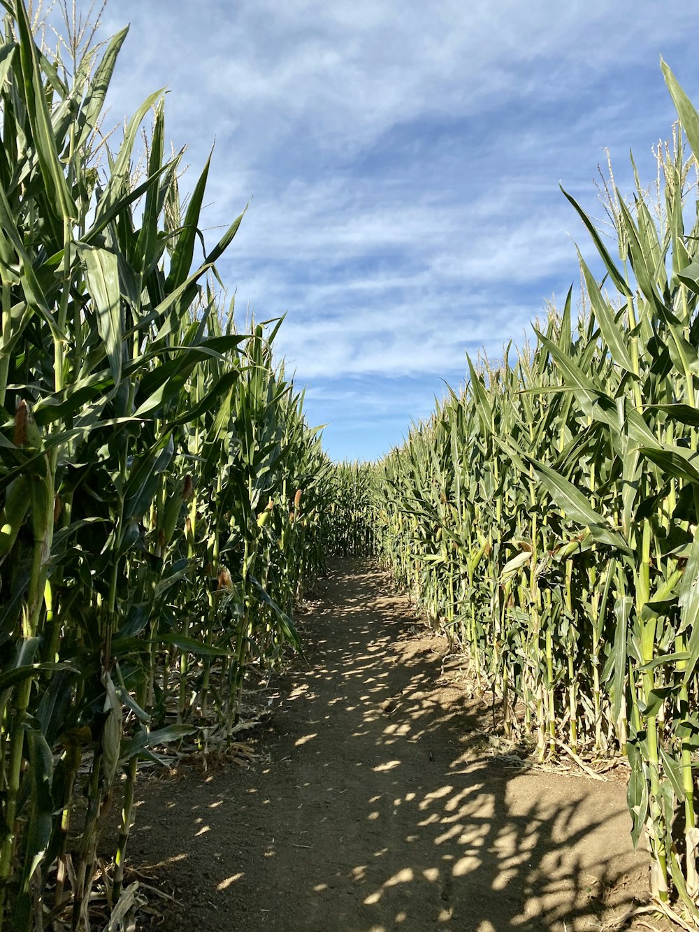 a dirt road between rows of corn stalks