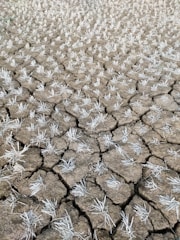 A dry, cracked field under a hot sun illustrating drought impact on crops.