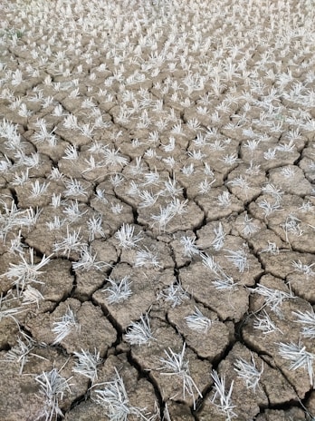 A field with cracked, dry soil interspersed with sparse, small, dried plants that appear to be remnants of crops. The soil is heavily parched, indicating a lack of moisture.