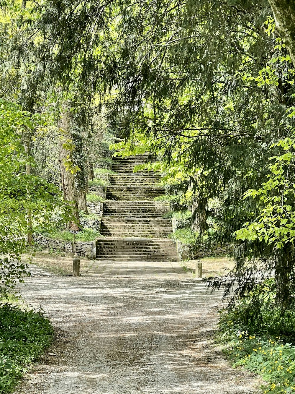 a dirt road surrounded by trees and bushes