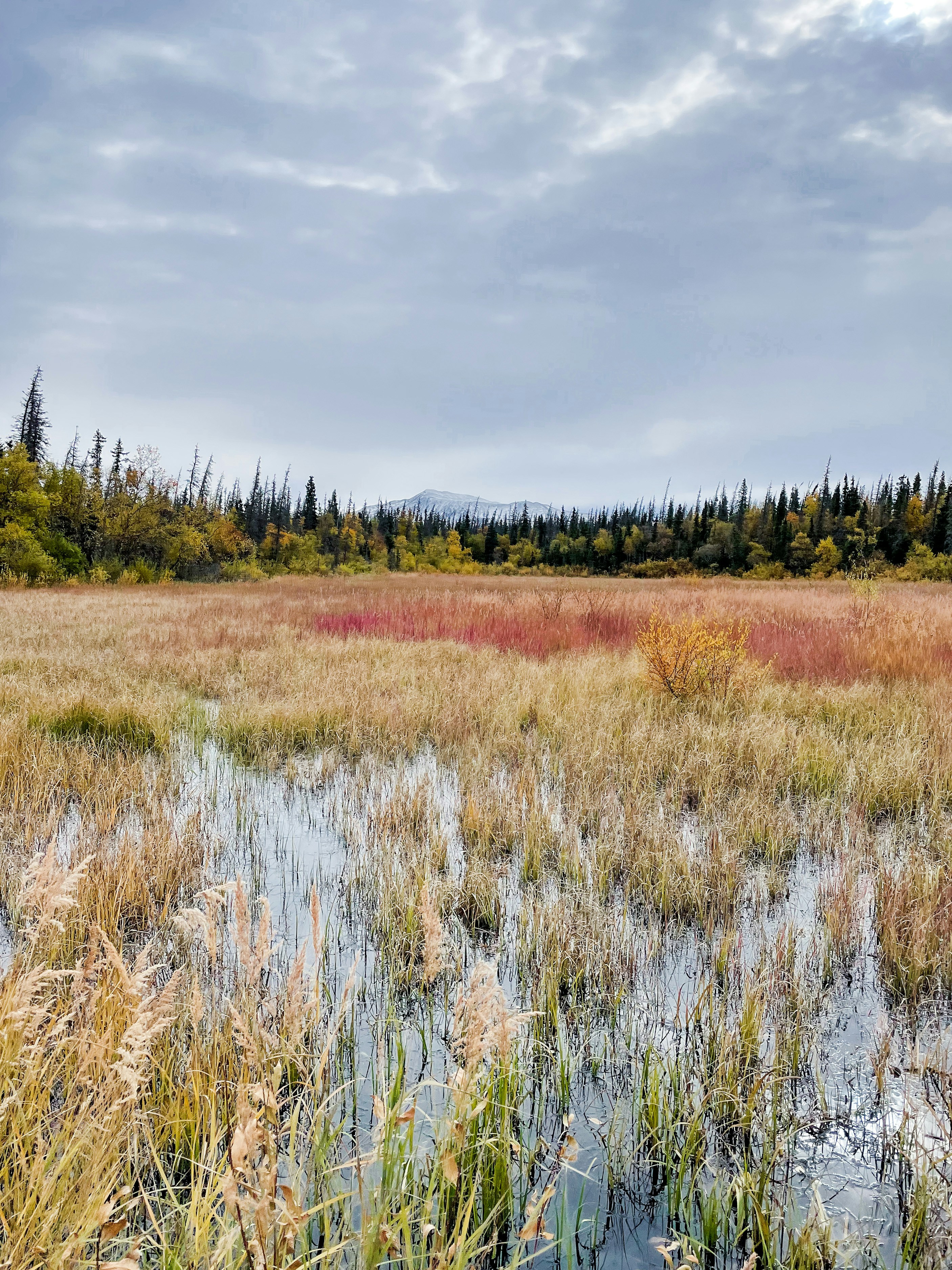 背の高い草や木々を背景にした野原