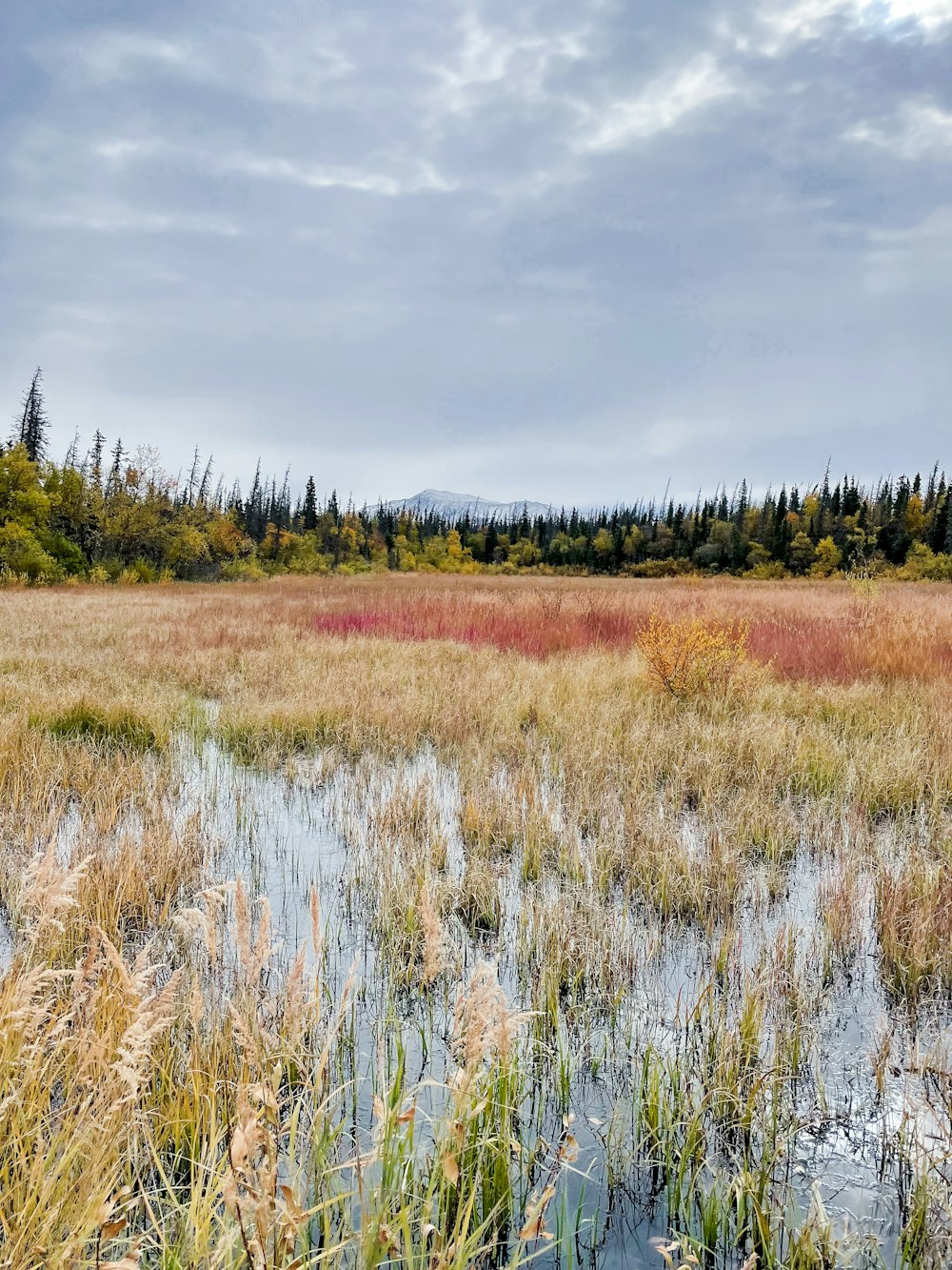 a field with tall grass and trees in the background