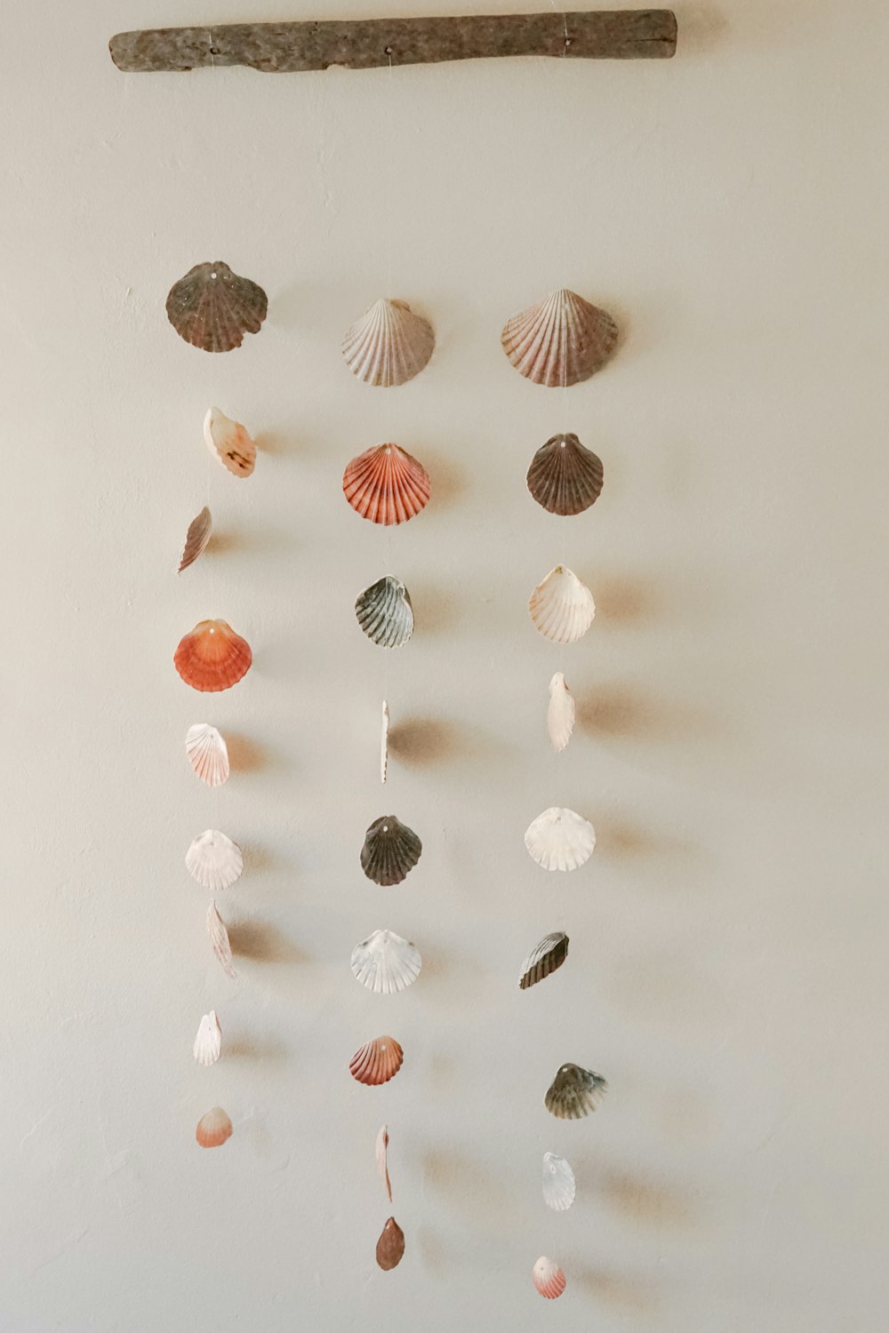 a group of seashells hanging on a wall