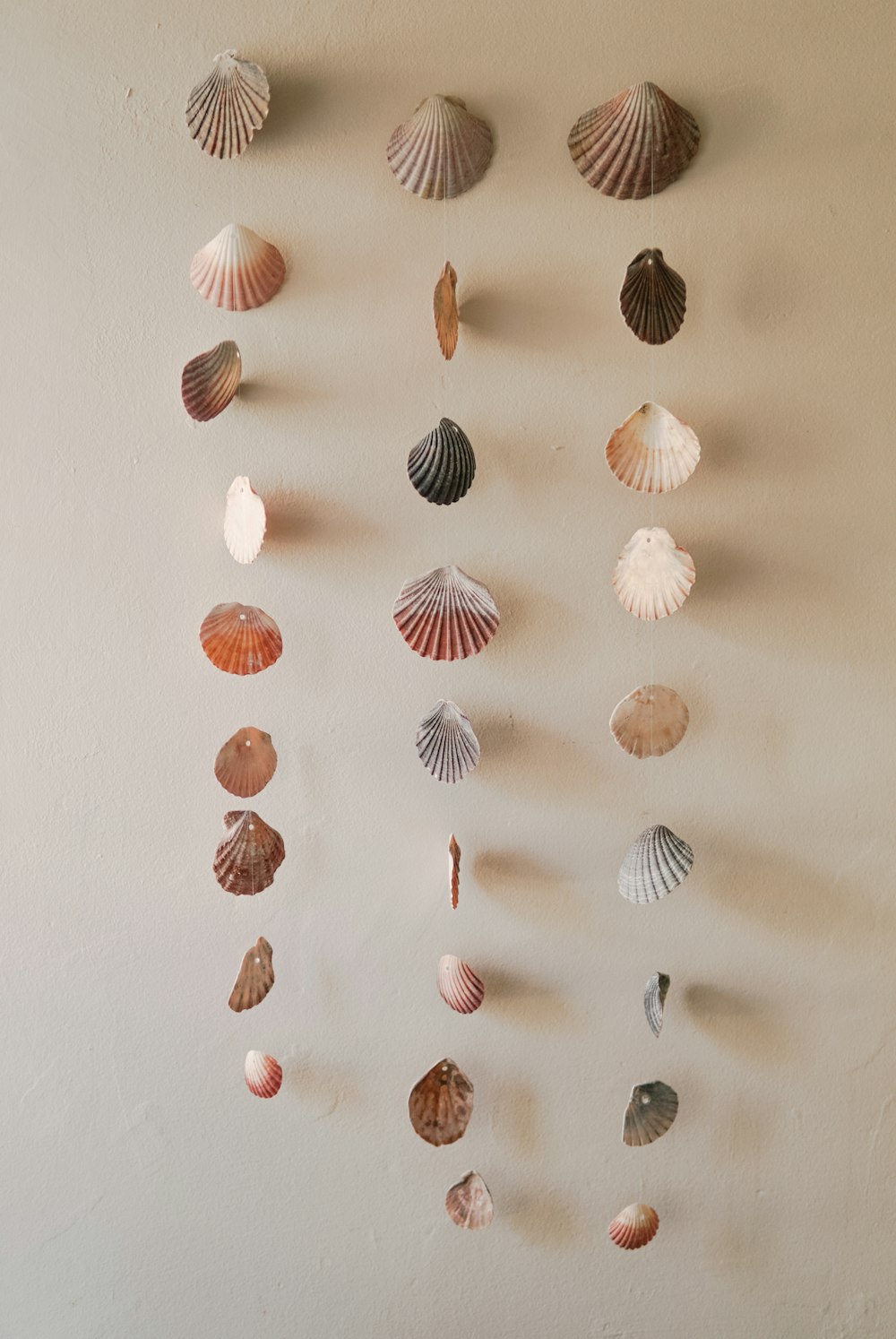 a group of seashells hanging on a wall