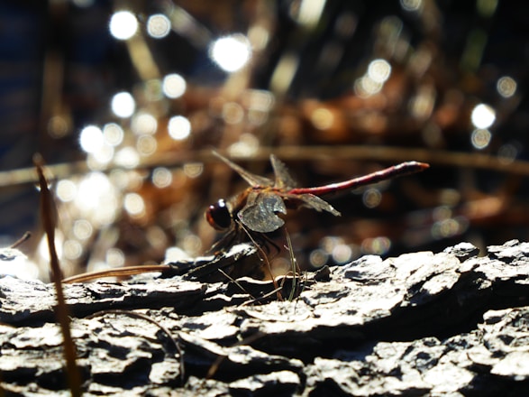 A close-up of a delicate dragonfly wing illuminated by soft morning light.