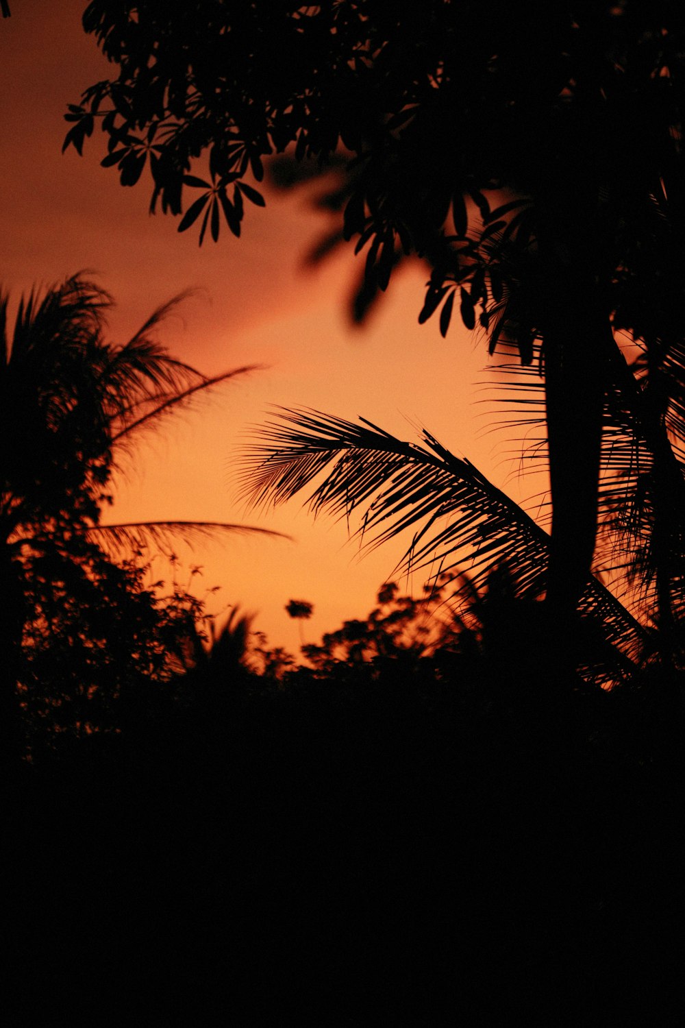the silhouette of a palm tree against a sunset