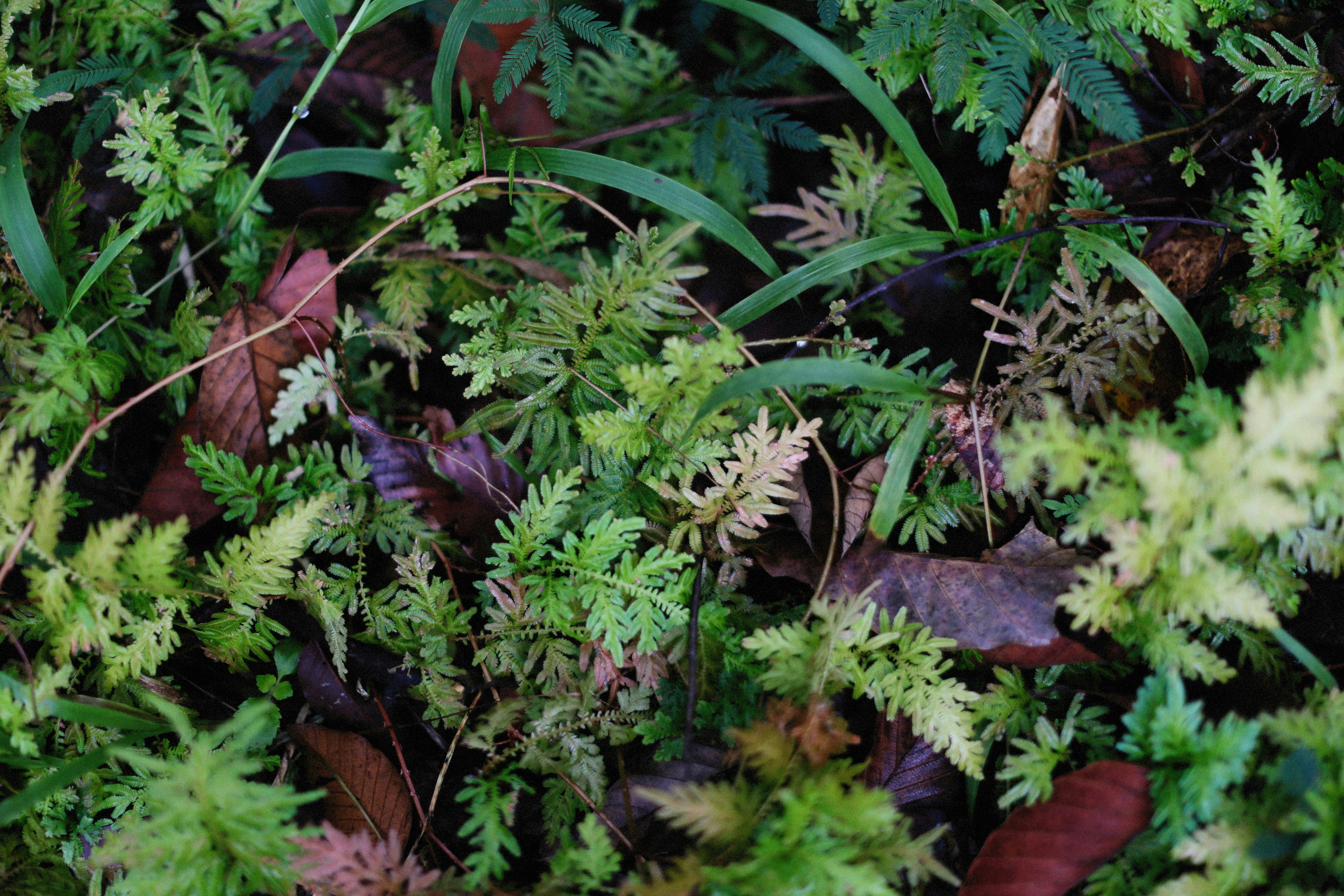 Various natural nootropic herbs