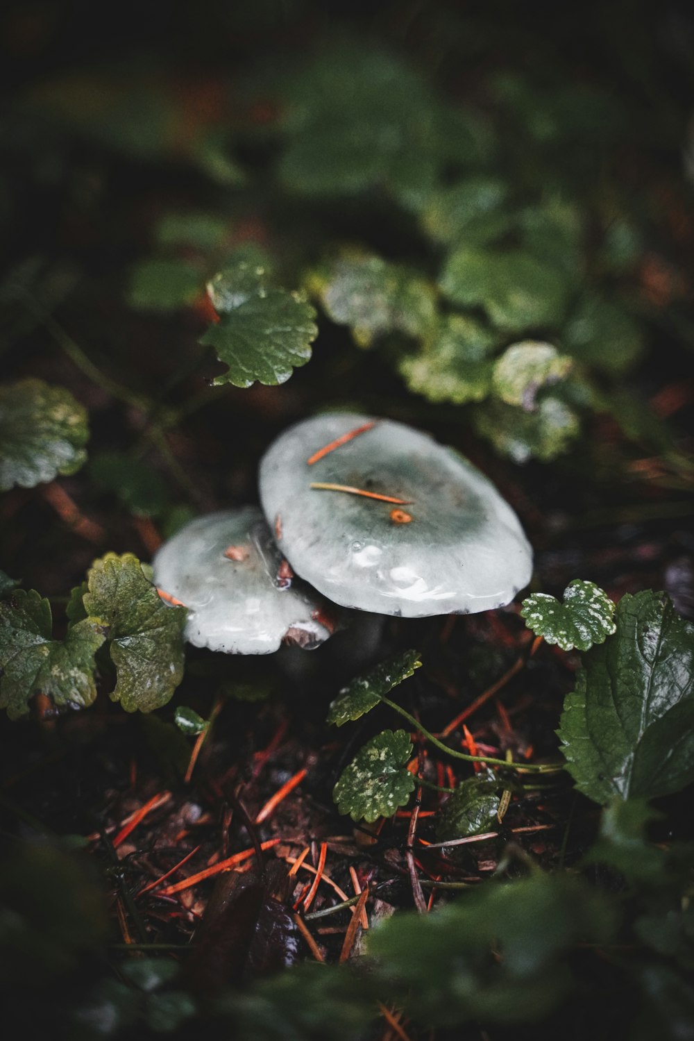 a couple of white rocks sitting on top of a forest floor