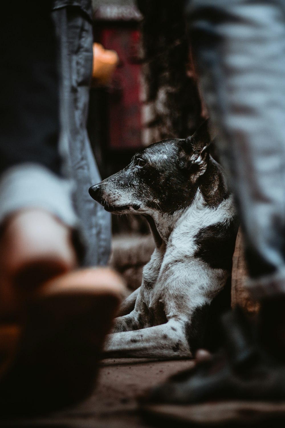 a black and white dog laying on the ground