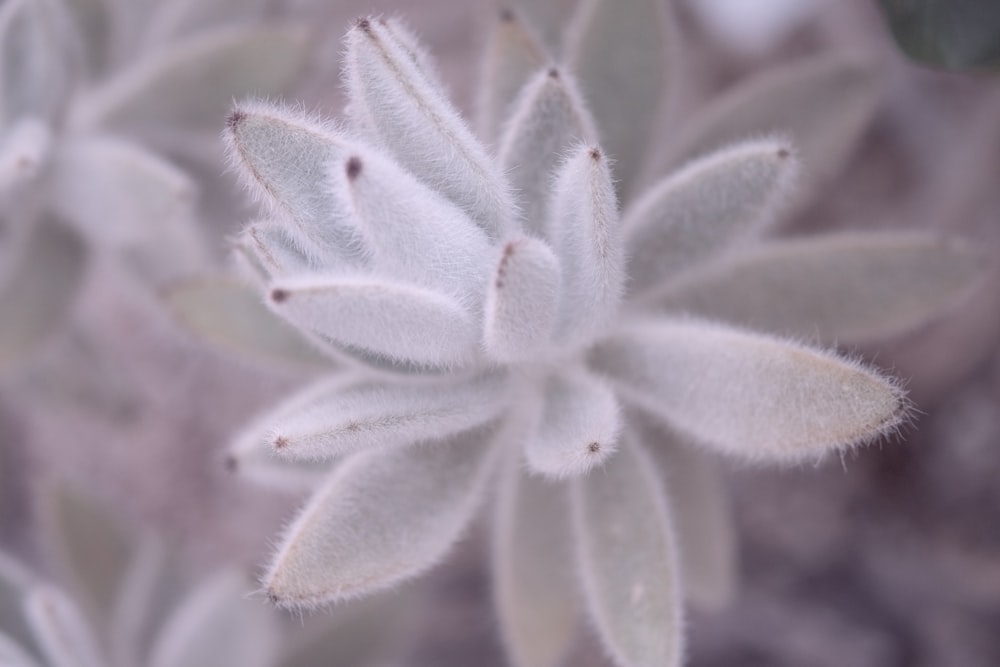 a close up of a white flower on a plant