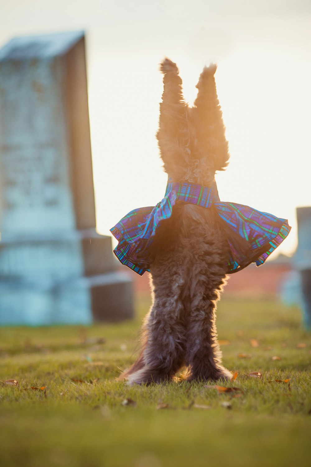 a small dog wearing a dress in a cemetery