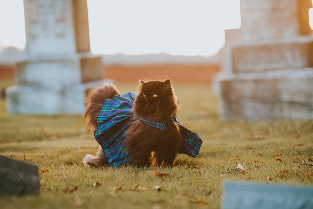 a cat dressed up in a blue plaid shirt