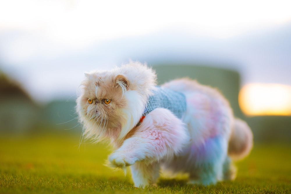 Un gato con un suéter corriendo en la hierba