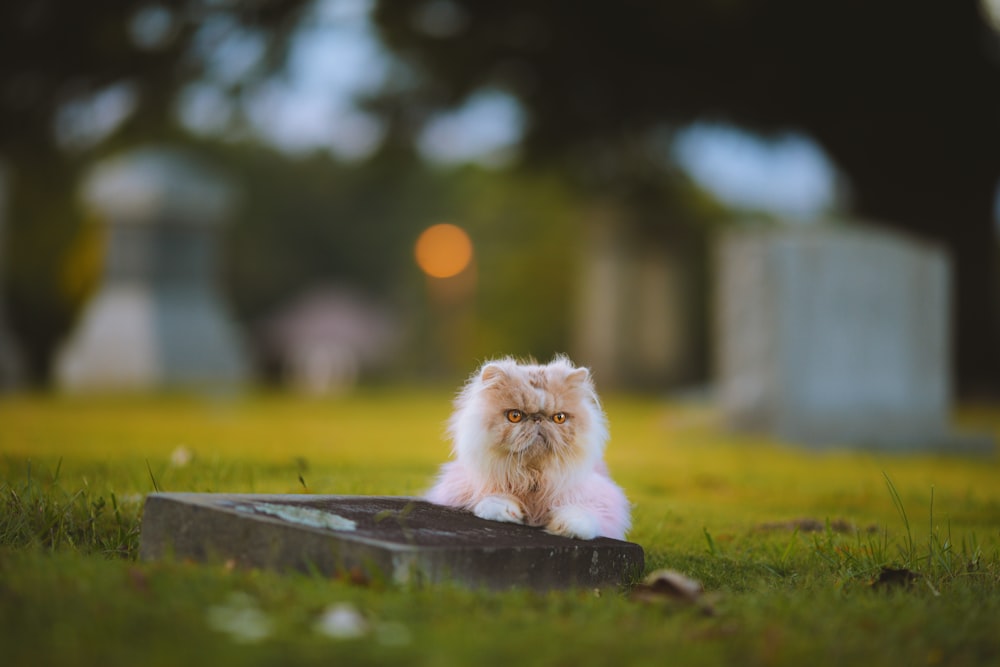 a small cat sitting on top of a grave