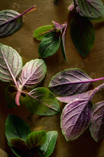 A close-up of fresh moringa leaves and powder arranged on a rustic wooden table.