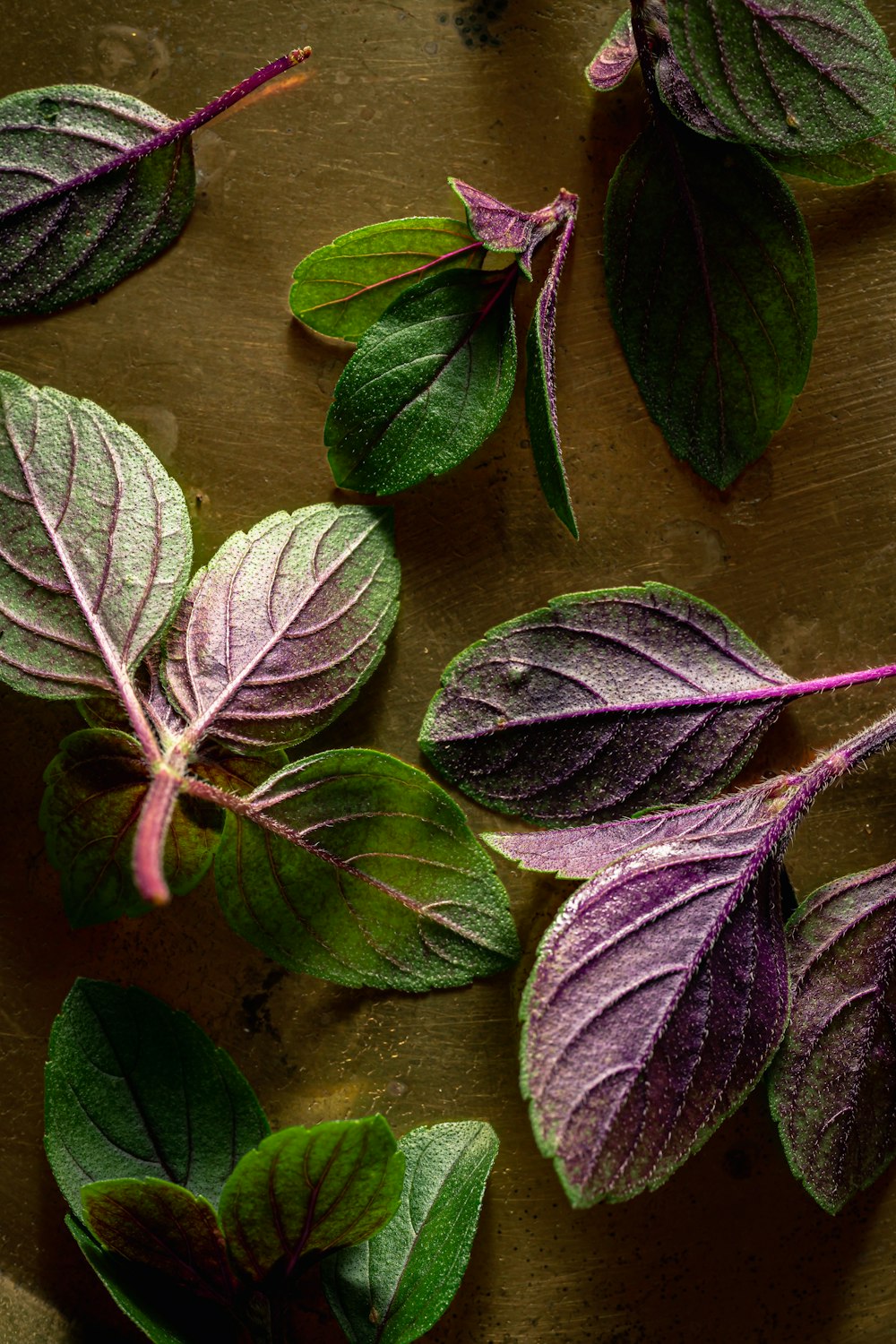 a close up of a bunch of leaves on a table