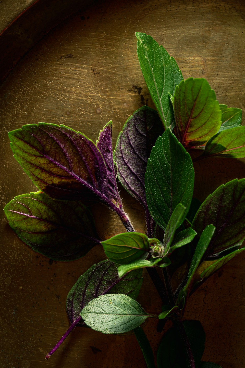 a bunch of green and purple leaves on a table