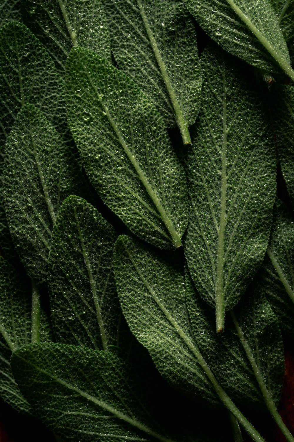 a bunch of green leaves sitting on top of a table