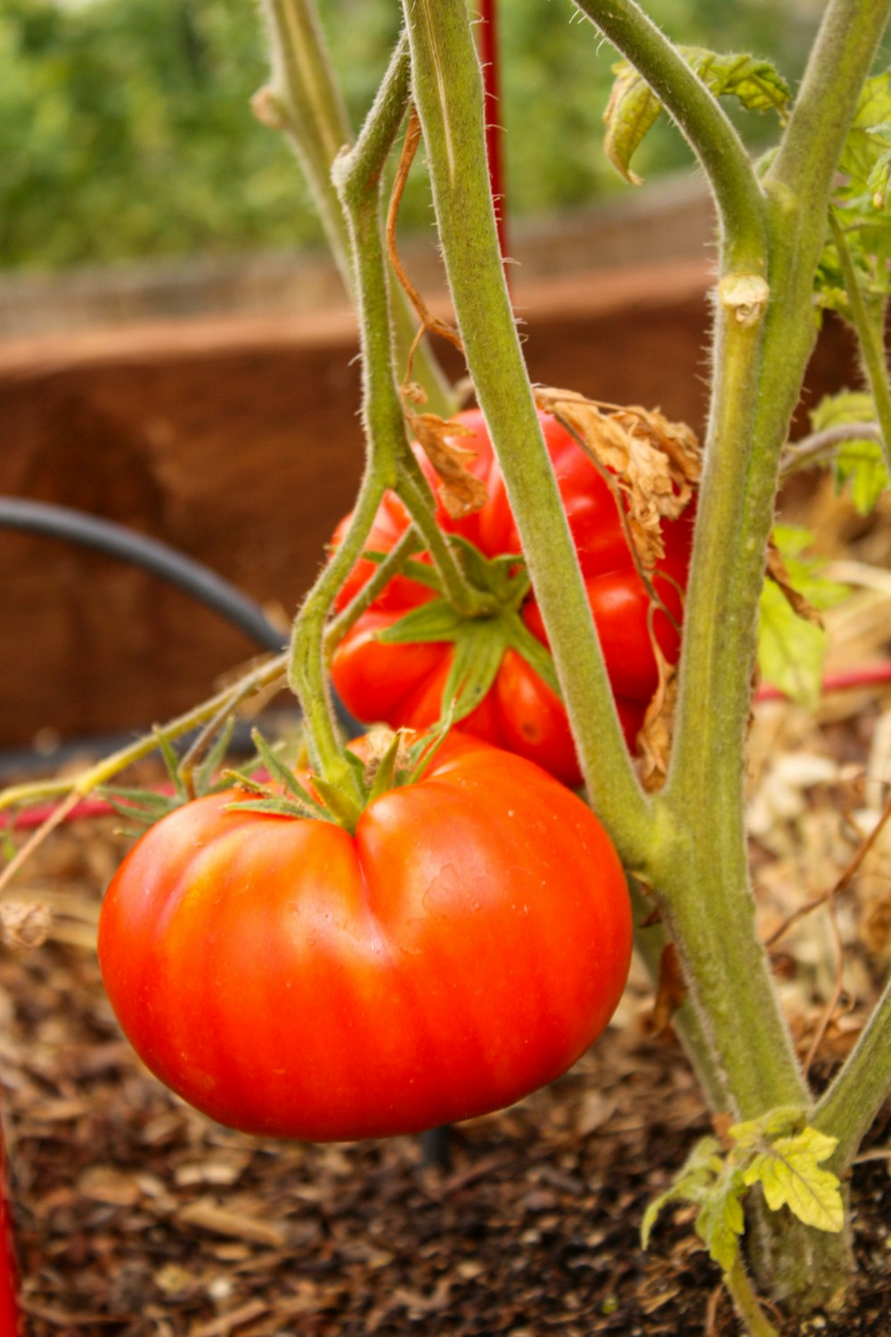 a group of tomatoes growing in a garden