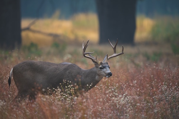 a deer standing in a field of tall grass