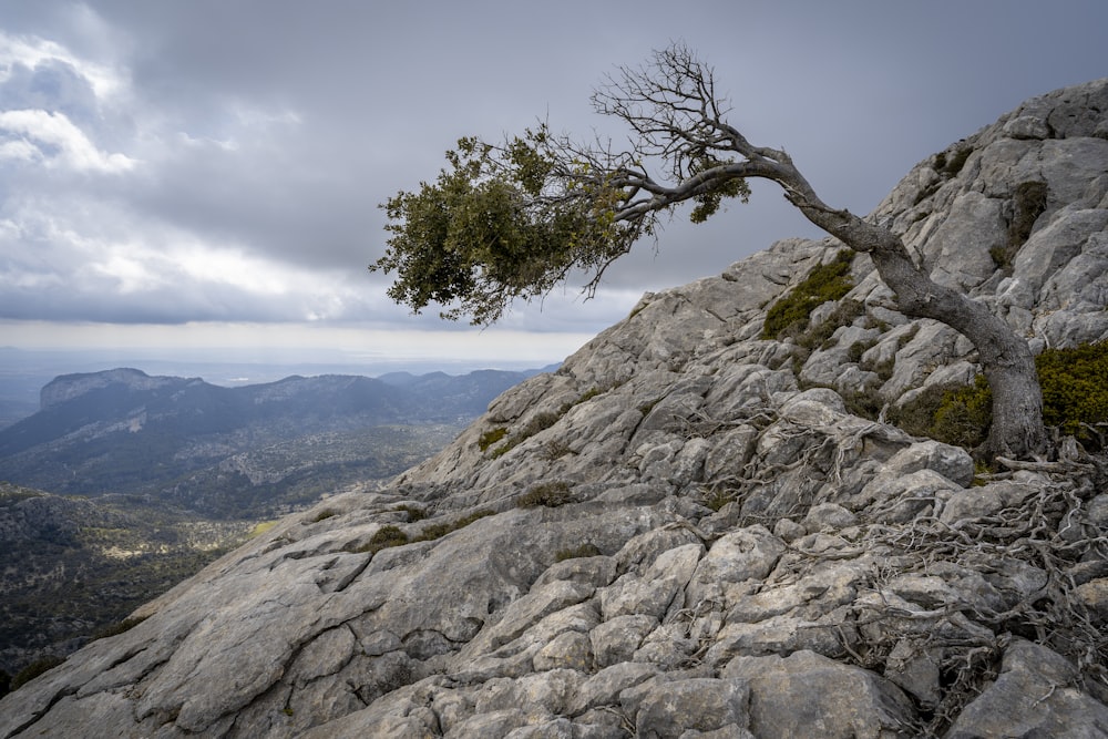 uma árvore solitária no topo de uma montanha rochosa