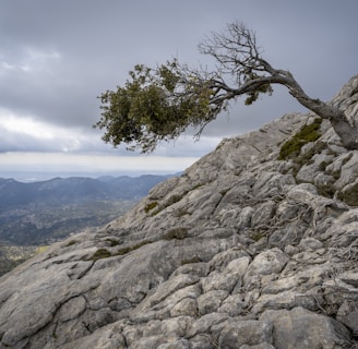 a lone tree on top of a rocky mountain