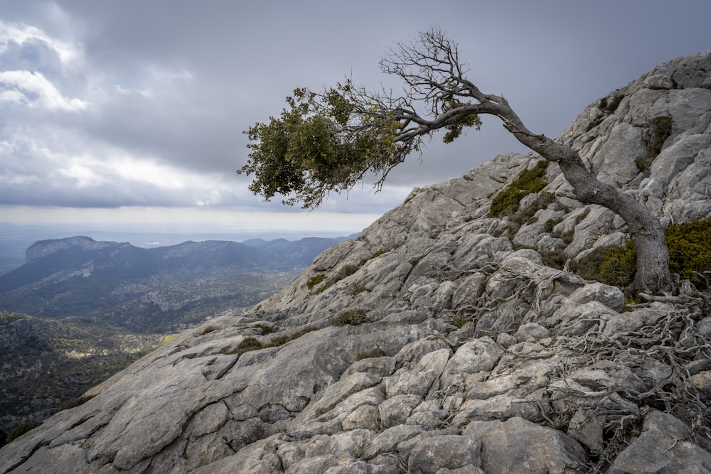 Un albero solitario sulla cima di una montagna rocciosa