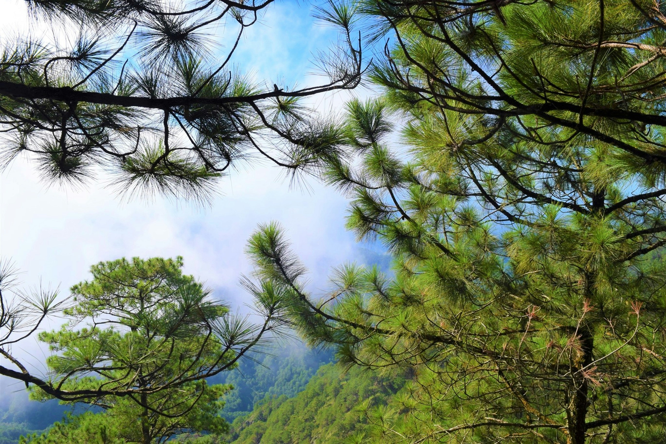 a view of a mountain through the branches of a pine tree