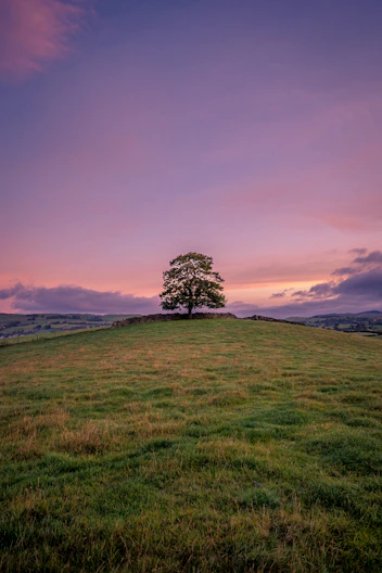 a lone tree sitting on top of a lush green field