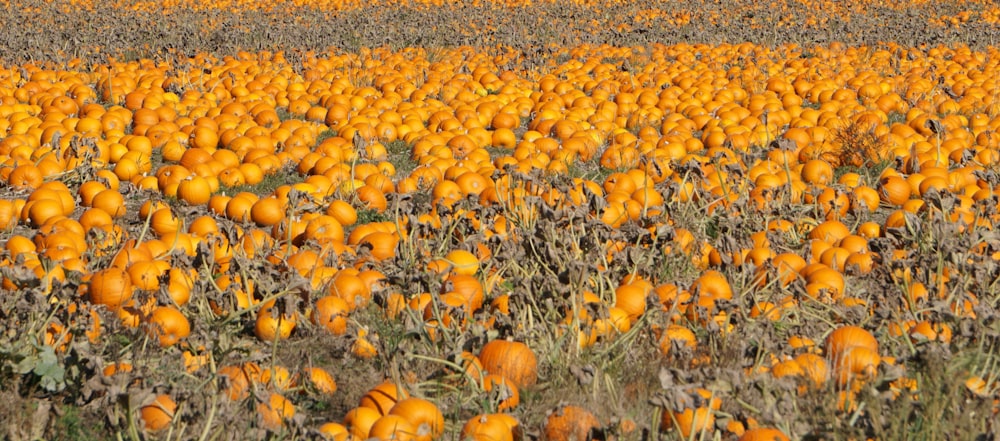a field full of lots of orange pumpkins