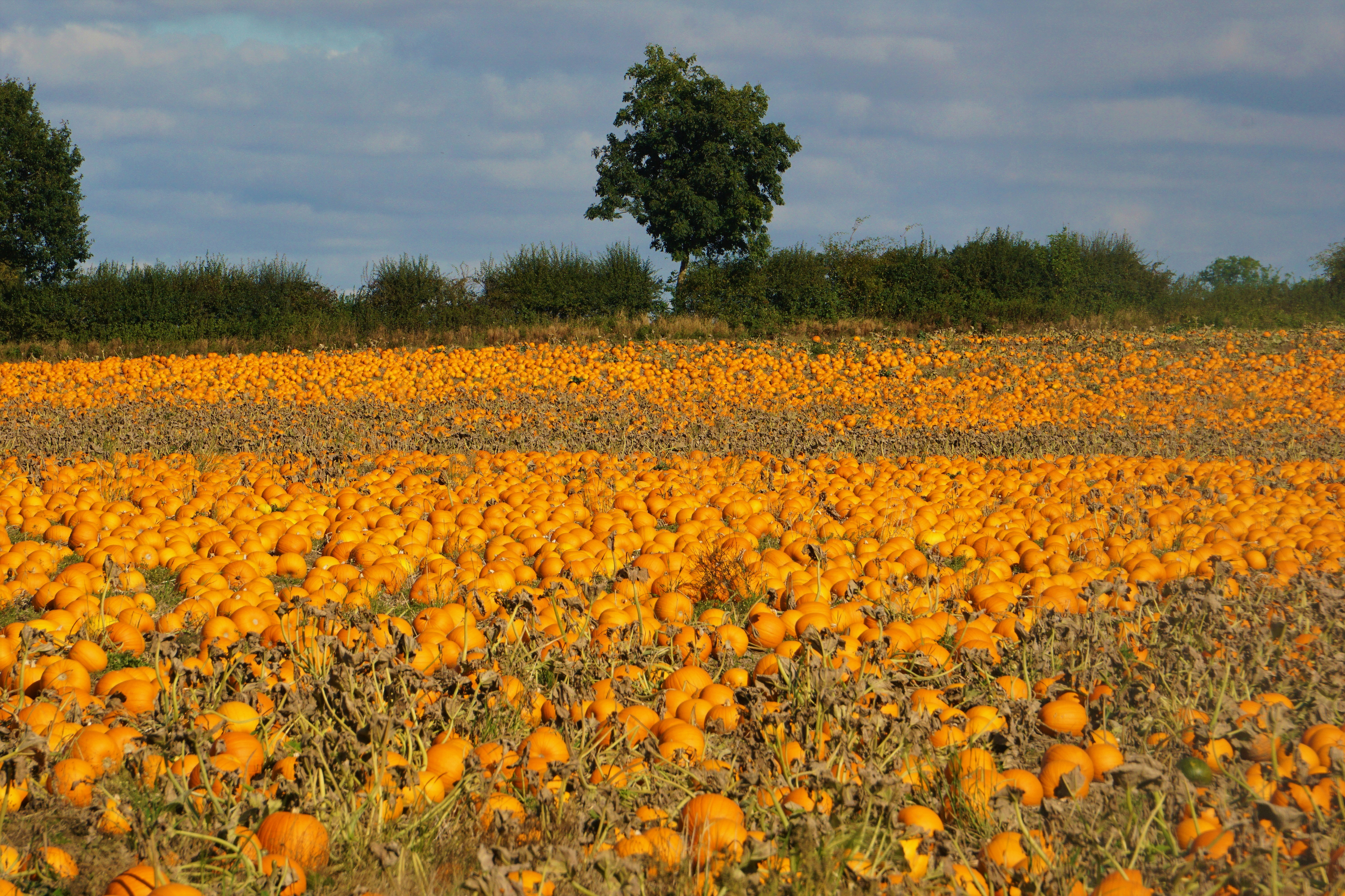 Un campo pieno di zucche con alberi sullo sfondo