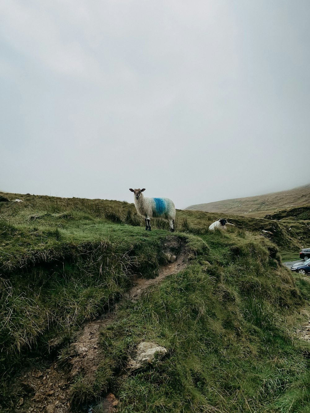 a sheep standing on top of a lush green hillside