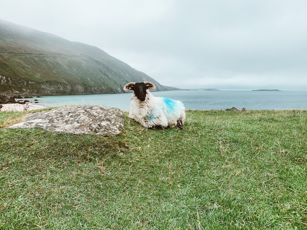 Ein Schaf mit blauen Markierungen sitzt auf einem grasbewachsenen Hügel