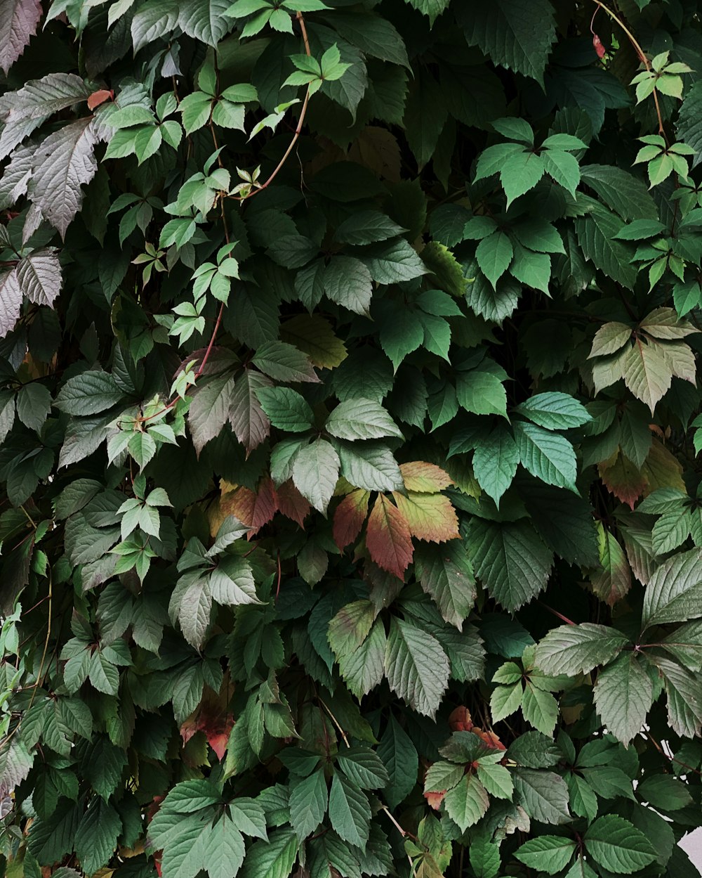 a close up of a tree with leaves on it