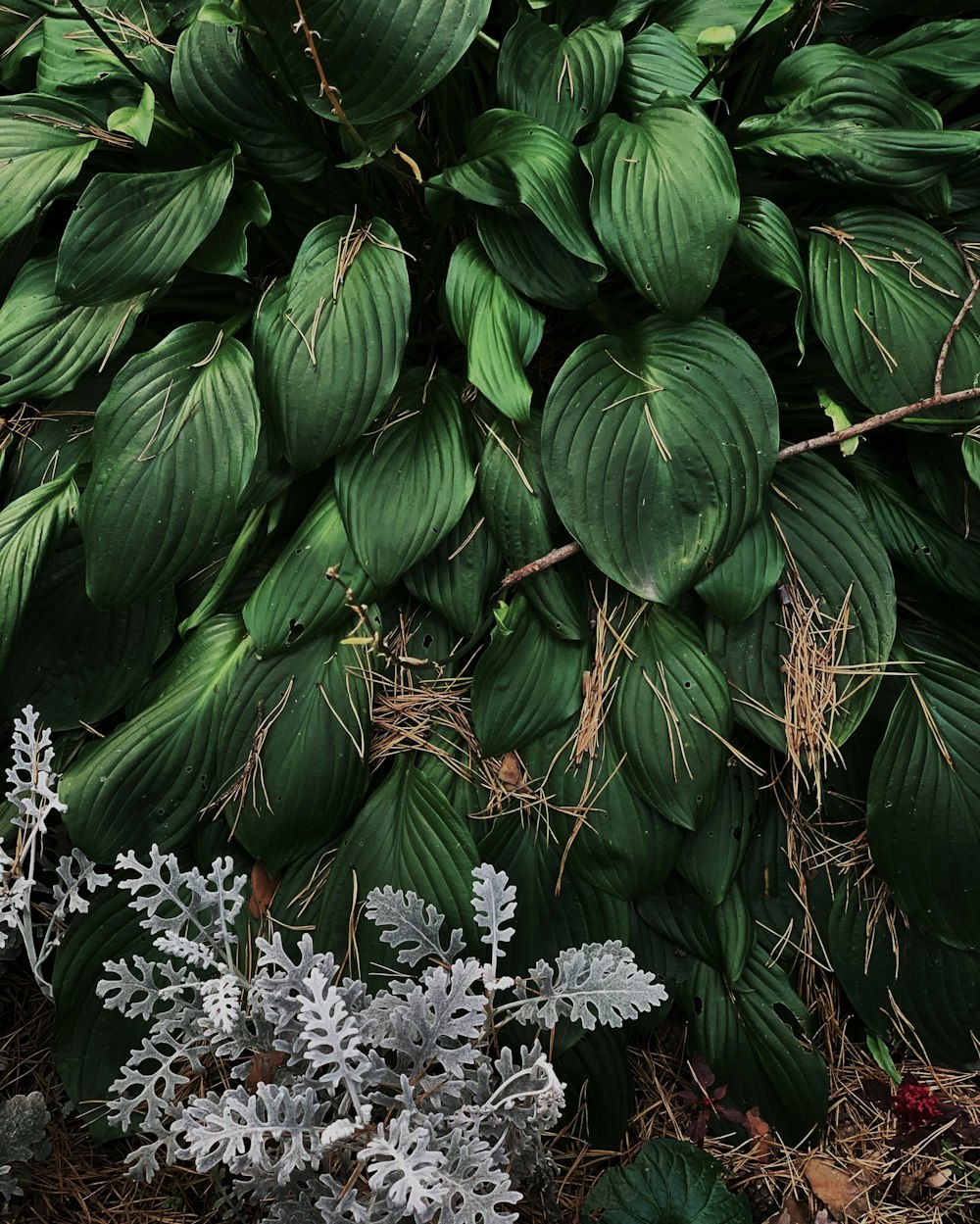 a bunch of green leaves that are on the ground