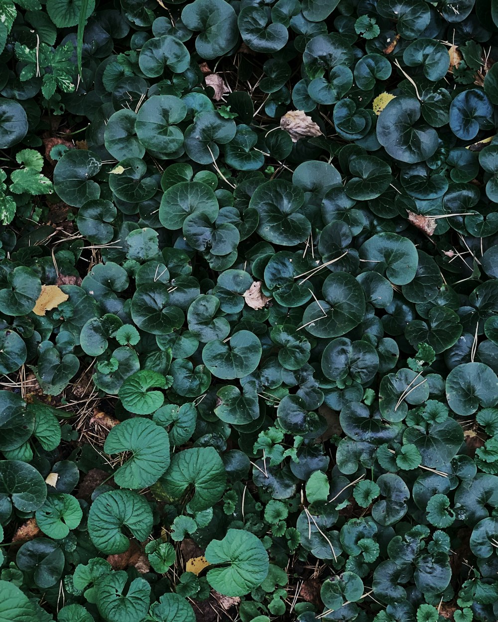 a bunch of plants that are in the dirt