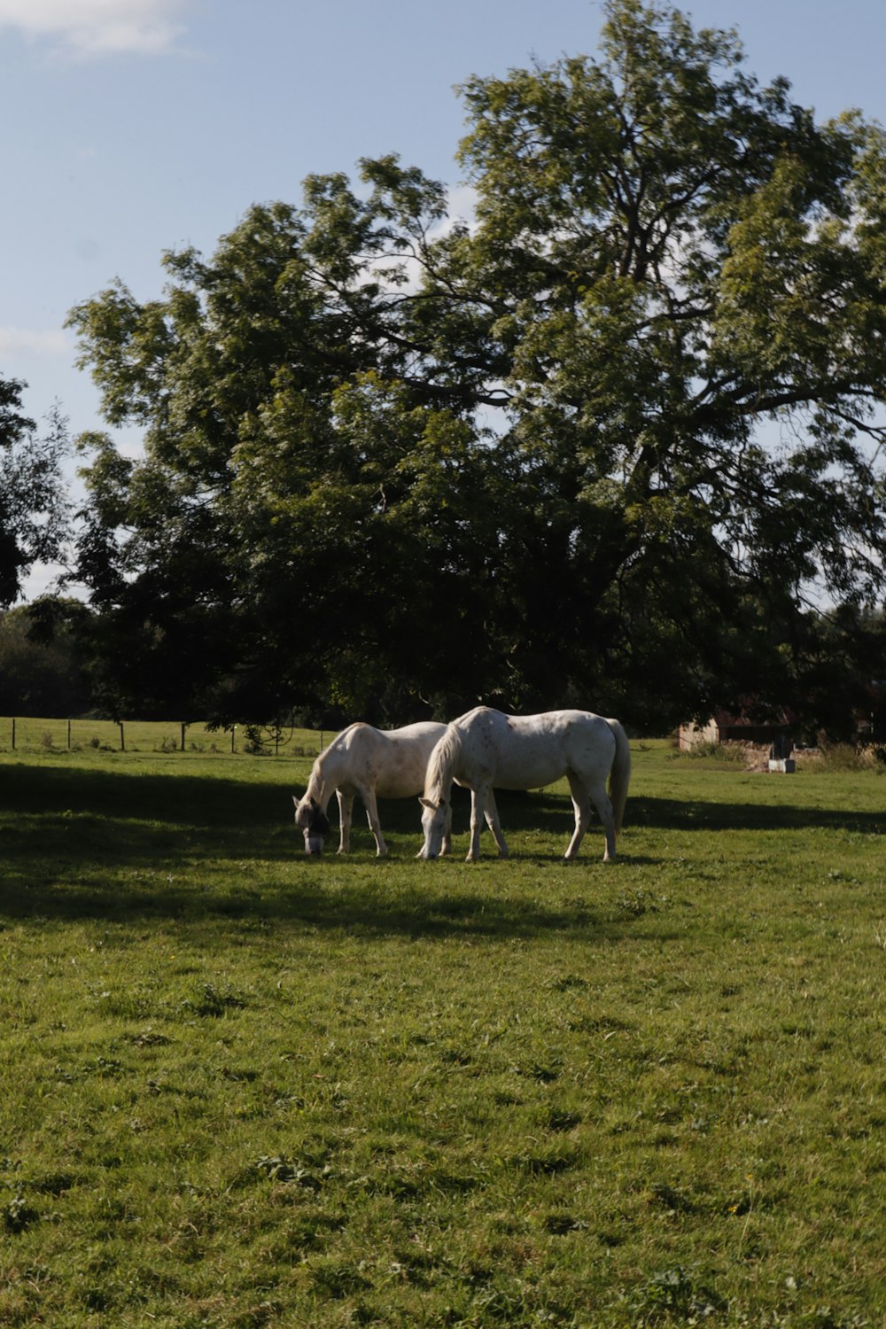 two white horses grazing in a grassy field