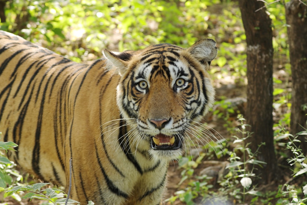 a tiger walking through a forest filled with trees