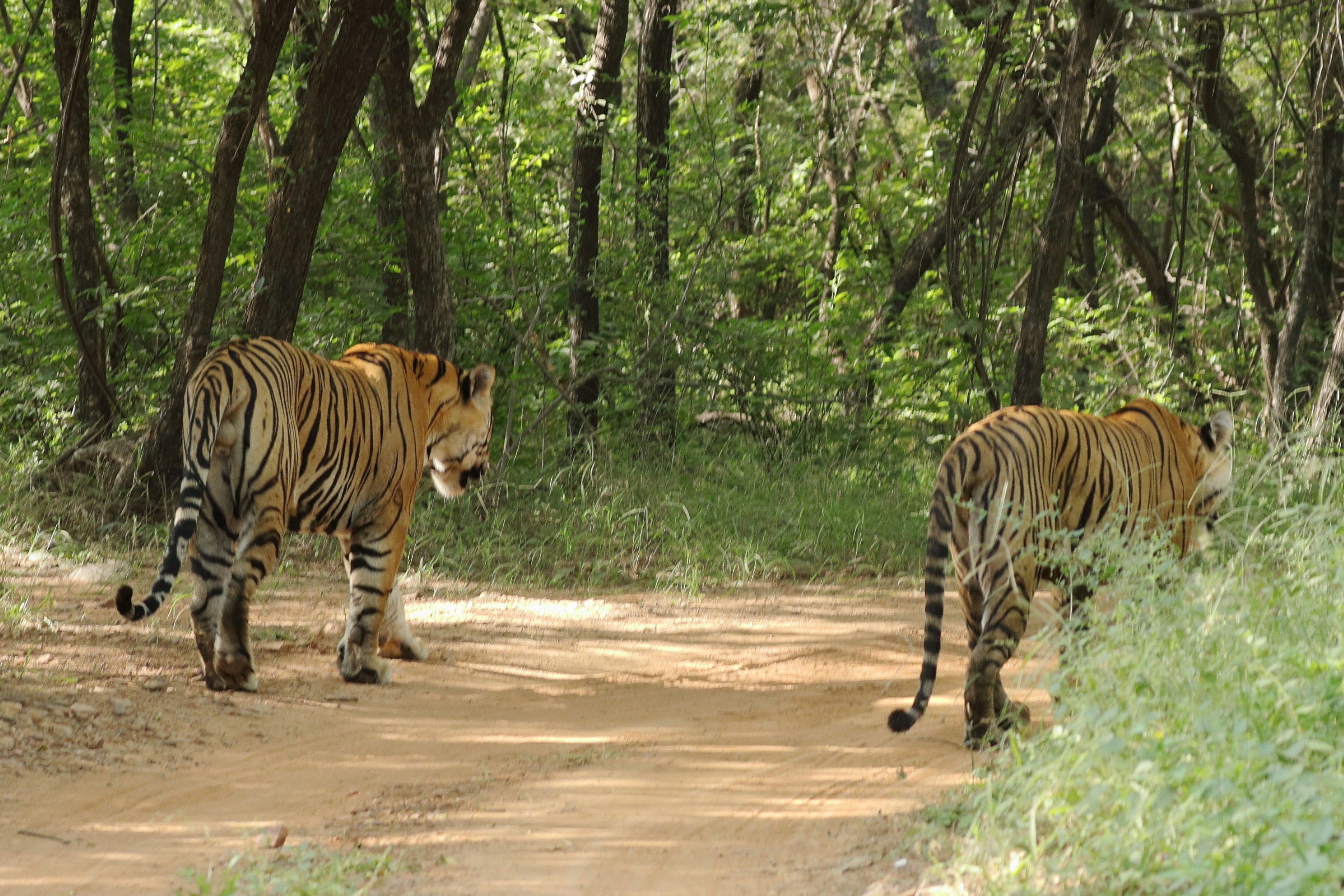 Ranthambore national park