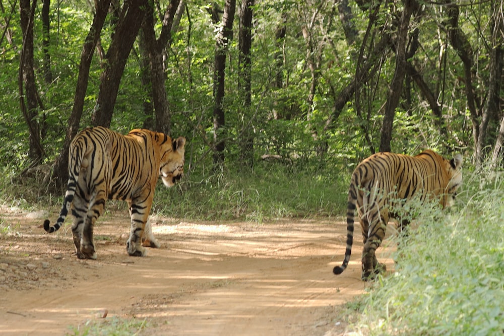 a couple of tigers walking across a dirt road