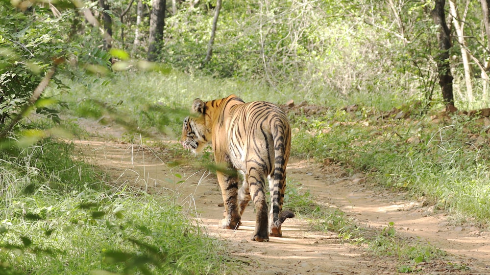 a tiger walking down a dirt road in the woods