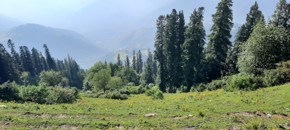 a grassy field with trees and mountains in the background