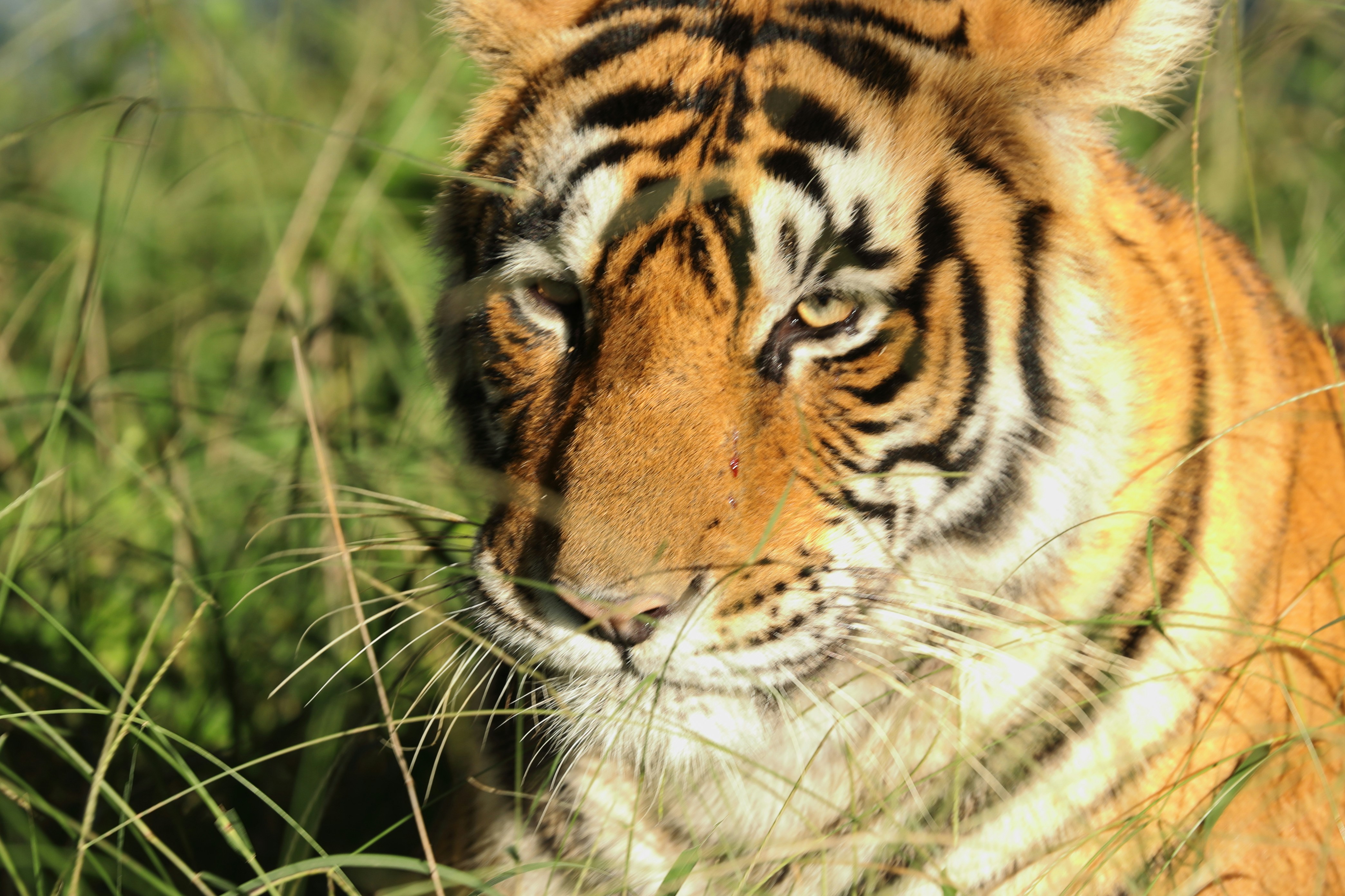 Photo by lakshmimn68